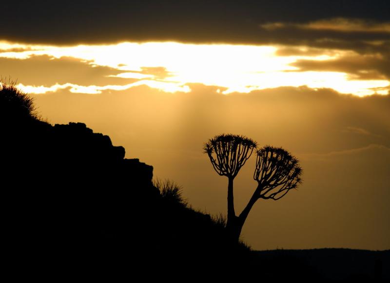 A quiver tree fans out to seize the early morning light