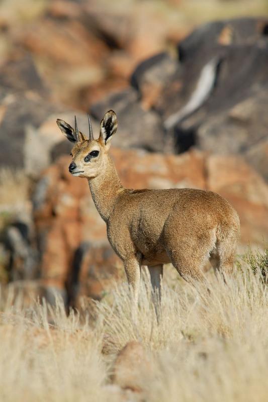 Male klipspringer have prominent facial glands to mark their territory
