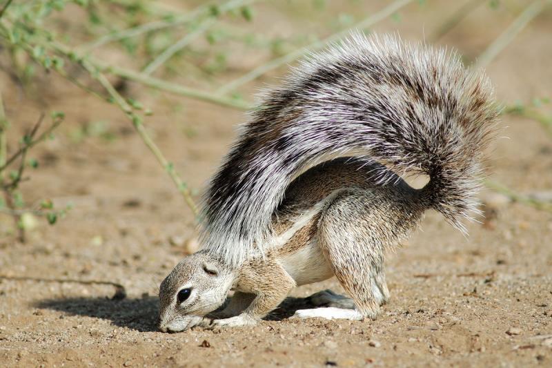 The ground squirrel deftly uses its tail as a sunshade
