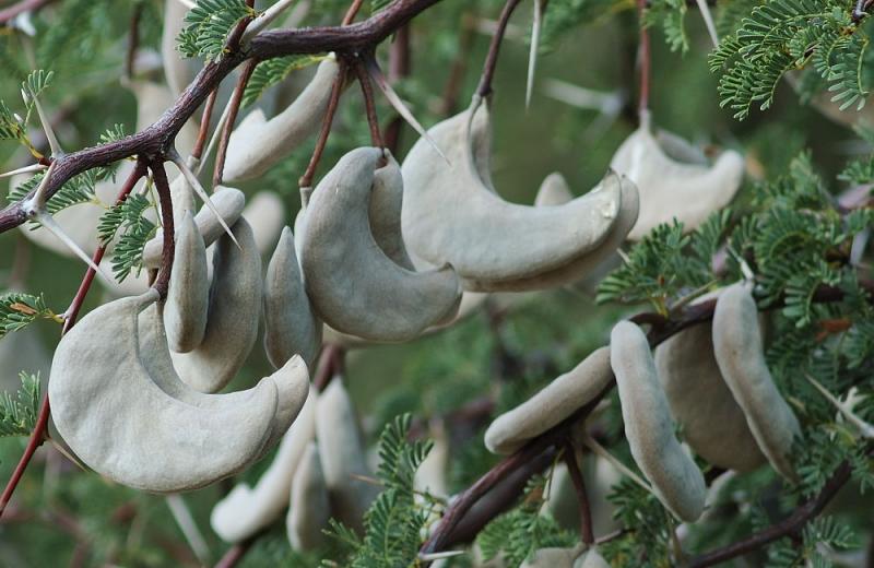 willow tree camel only