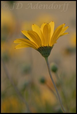 Namaqua daisy