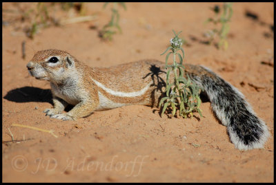 Ground squirrel conserving energy