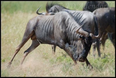 Wildebeest antics are a display of fitness and strength