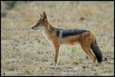 A black-backed jackal pauses to smell and to listen