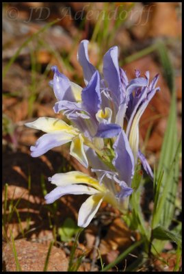 Babiana patula, Iridaceae