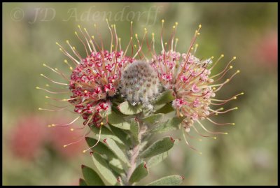 Leucospermum heterophyllum, Proteaceae