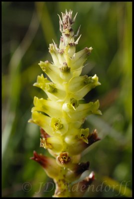 Lachenalia orchioides, Hyacinthaceae
