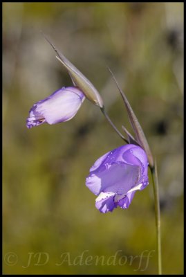 Gladiolus bullatus, Iridaceae