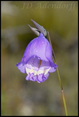 Gladiolus bullatus, Iridaceae