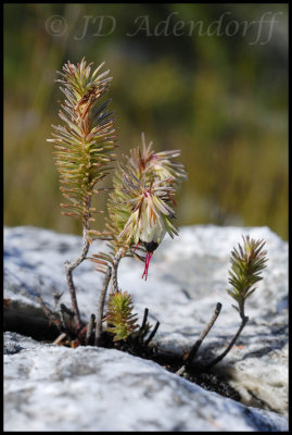 Erica recurvata, Ericaceae