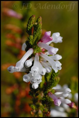 Erica colorans, Ericaceae