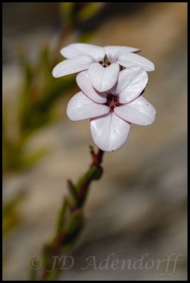 Adenandra sp., Rutaceae