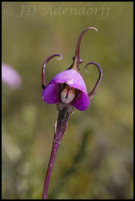 Disperis capensis, Orchidaceae