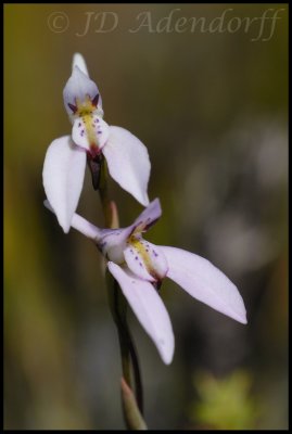 Disa obliqua var clavigera, Orchidaceae