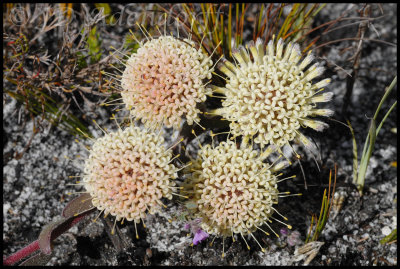 Leucospermum pedunculatum, Proteaceae
