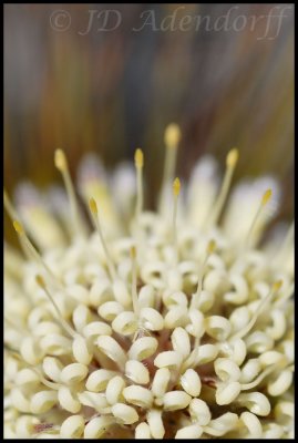 Leucospermum pedunculatum, Proteaceae