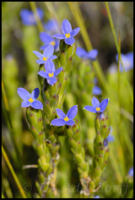 Gnidia penicillata, Thymeleaceae