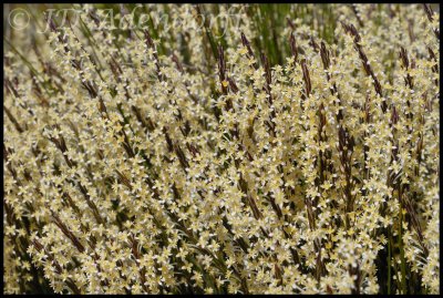 Struthiola sp., Thymeleaceae