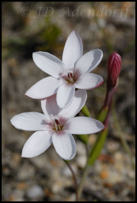 Geissorhiza ovata, Iridaceae