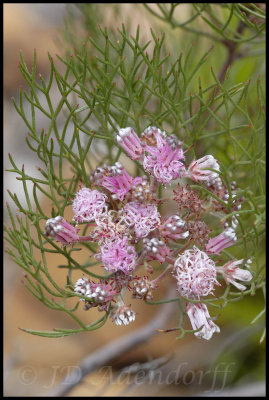 Serruria sp., Proteaceae