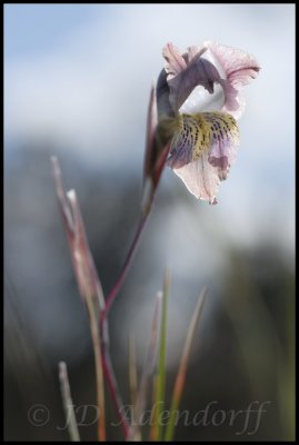 Gladiolus gracilis, Iridaceae