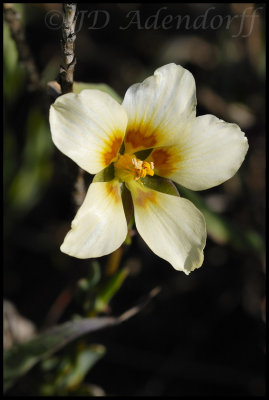 Roepera sp.