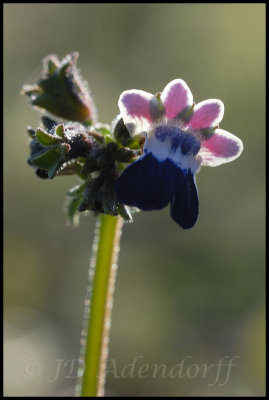 Nemesia barbata, Scrophulariaceae