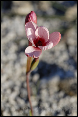 Geissorhiza sp., Iridaceae