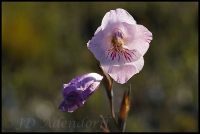 Gladiolus hirsutus, Iridaceae