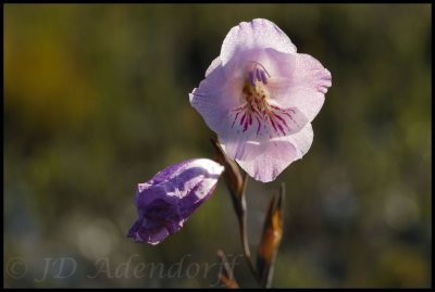 Gladiolus hirsutus, Iridaceae