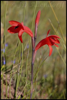 Watsonia spectabilis, Iridaceae