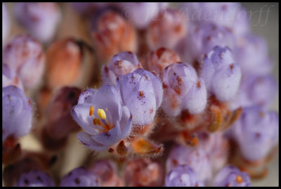 Dilatris pillansii