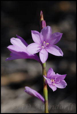 Watsonia laccata, Iridaceae