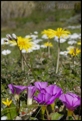 Flowers in the lawn of the Bredasdorp hospital