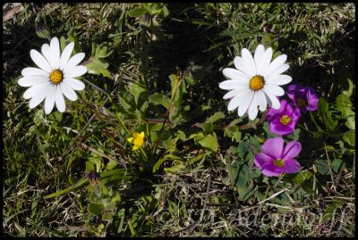 Flowers in the lawn of the Bredasdorp hospital