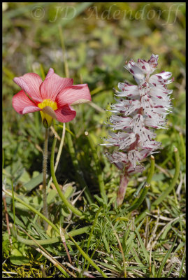 Oxalis obtusa & Lachenalia contaminata, Bredasdorp hospital