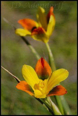 Moraea elegans, Iridaceae