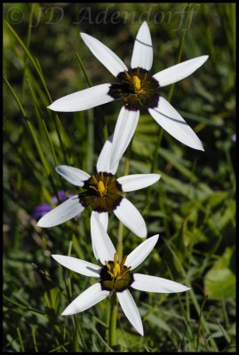 Spiloxene capensis, Hypoxidaceae