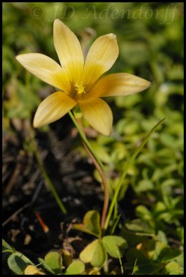 Romulea hirsuta, Iridaceae