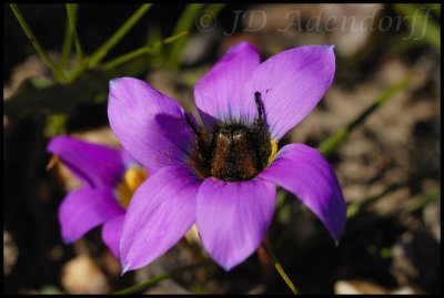 Romulea rosea, Iridaceae