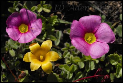 Oxalis sp. and Romulea hirsuta