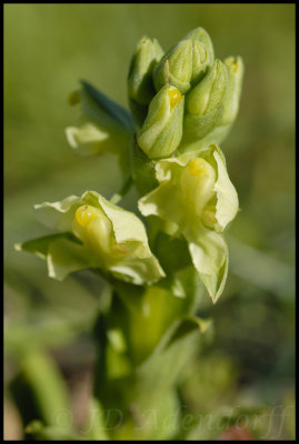 Pterygodium alatum, Orchidaceae