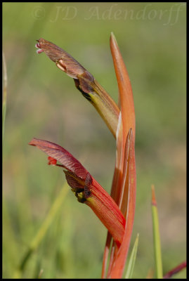 Gladiolus abbreviatus, Iridaceae