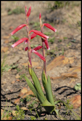 Watsonia aletroides, Iridaceae