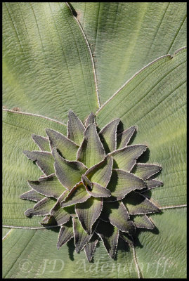 Eucomis regia, Hyacinthaceae