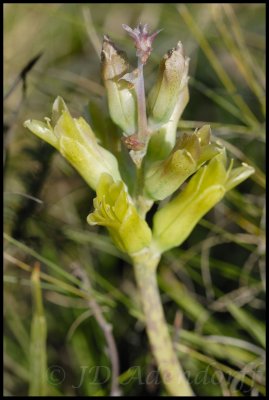 Lachenalia orchioides, Hyacinthaceae