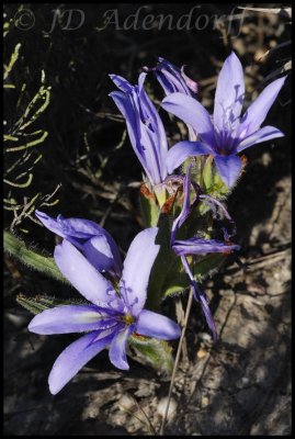 Babiana montana, Iridaceae