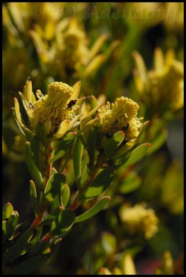 Leucadendron sp., Proteaceae