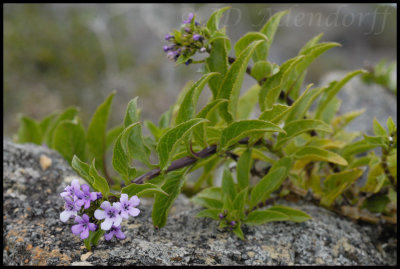 Unidentified