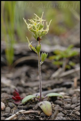 Manulea sp., Scrophulariaceae